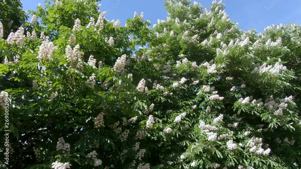 Flowers of chestnut trees Flowers of chestnut trees