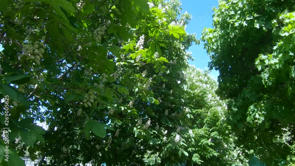 Flowers of chestnut trees
