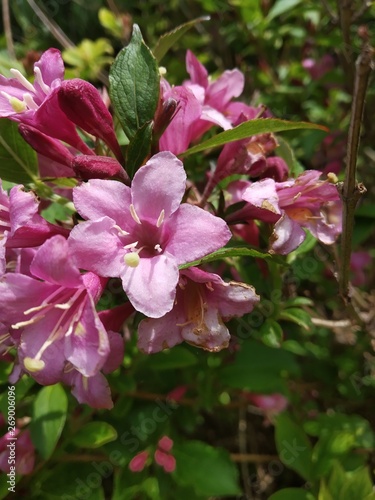 pink flowers in the garden