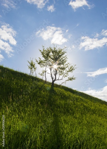 tree in the field