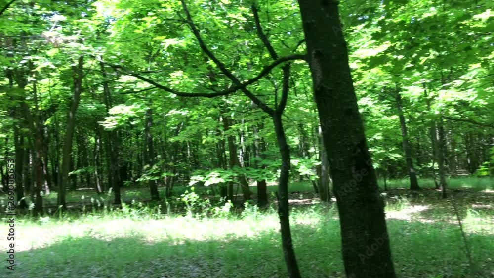 Journey through a thicket of forest Journey through a thicket of forest