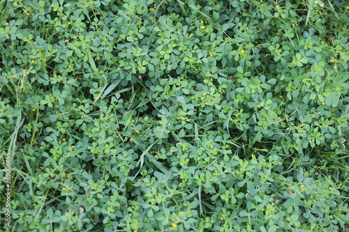 Green grass texture with small round leaves.