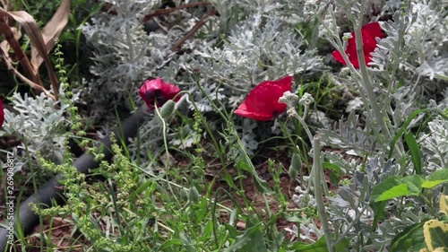 Poppy Flowers