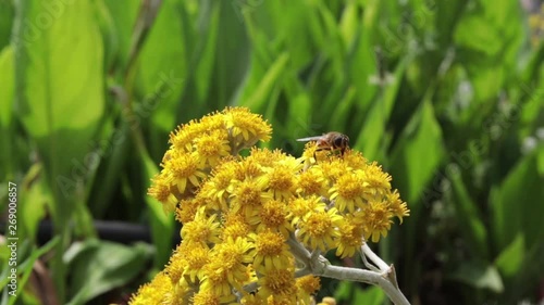 Bee taking nectar on yellow flower