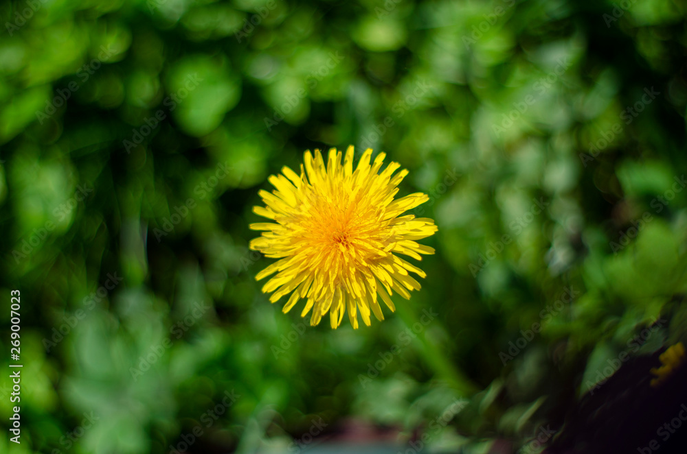 yellow dandelion flower on green grass background - top view yellow dandelion flower on green grass background - top view