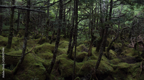白駒池　苔の森 © みかこ 檜垣