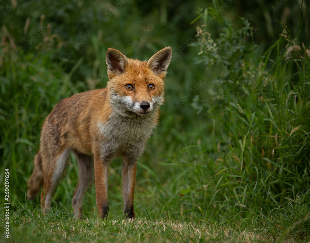 Young Vixen fox standing in a filed with green foliage background. Young Vixen fox standing in a filed with green foliage background.