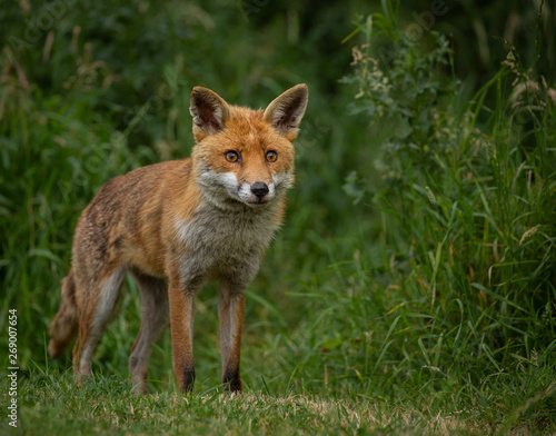 Young Vixen fox standing in a filed with green foliage background.   © L Galbraith