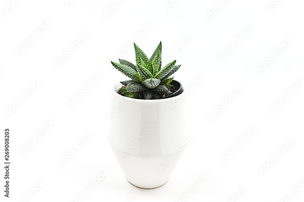 Green dotted succulent in a pot