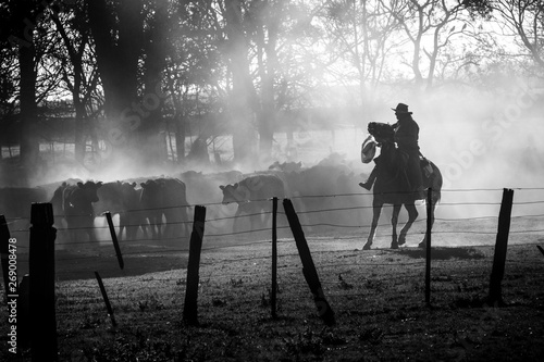 Cowboy guided to the cattle with his horse in the Argentine pampa, black and white photo