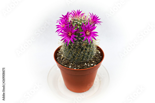 The Cactus with pink flowers in a pot