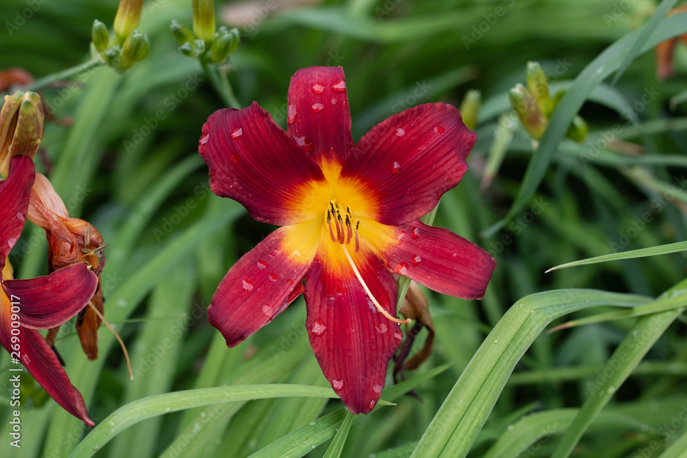 Fototapeta premium Big, beautiful red lily blooms.