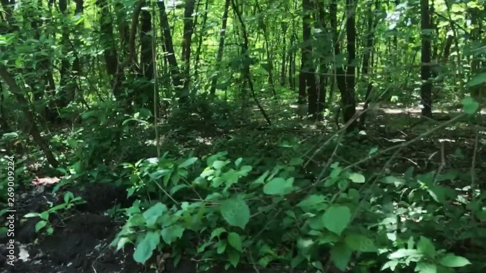 Journey through a thicket of forest Journey through a thicket of forest