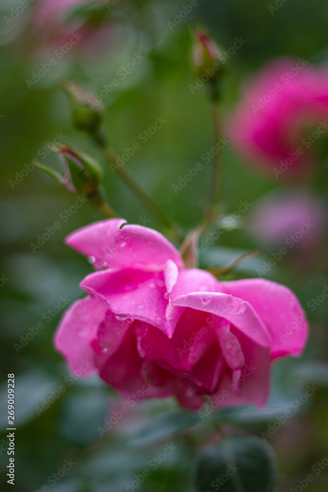 Bright pink rose blossoms.