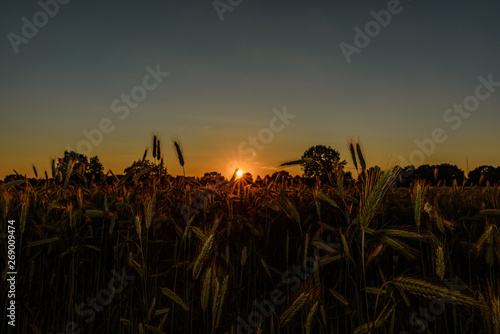 Cornfield in summer at sunset photo