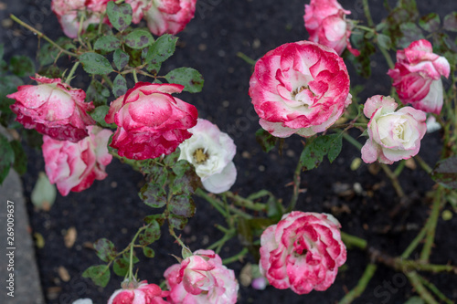 Bright pink and orange rose blossoms like vintage.