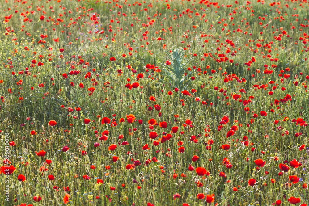 Wild red poppies in springtime