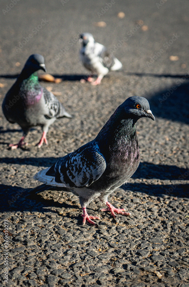 Pigeons on asphalt walking around, searching for food Pigeons on asphalt walking around, searching for food