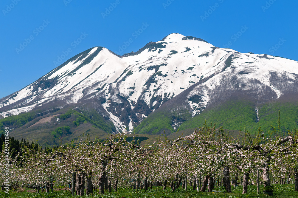 Fototapeta premium 【青森県弘前市岩木山麓】春の残雪光る岩木山と津軽のりんご園