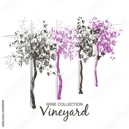 Vine hills landscape. Vector line sketch illustration