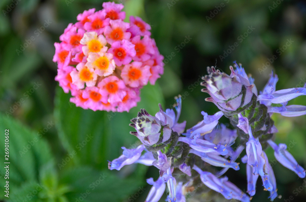 Flowers in a field. Natural flower background. Amazing nature view of flowers blooming in garden under the sun at the middle of summer day. Beautiful floral. Flowers in a field. Natural flower background. Amazing nature view of flowers blooming in garden under the sun at the middle of summer day. Beautiful floral.