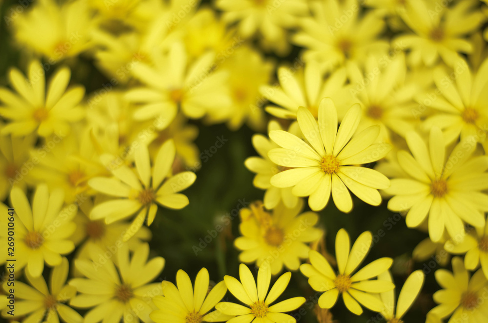 Fototapeta premium Yellow flowers in a field. Natural flower background. Amazing nature view of flowers blooming in garden under the sun at the middle of summer day. Beautiful floral.