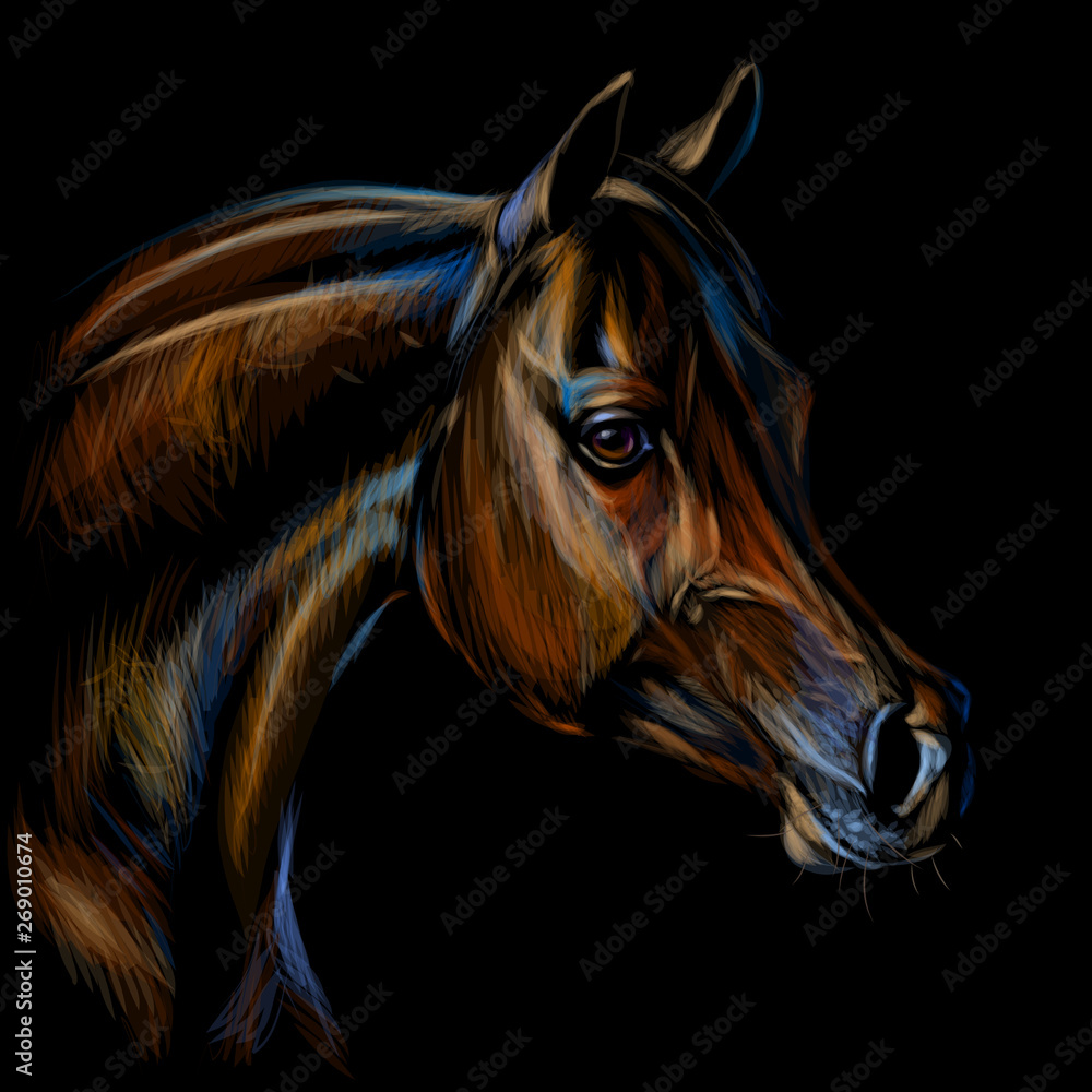 Drawing the beautiful Arabian horse Mikaal C | Pastel pencils - YouTube