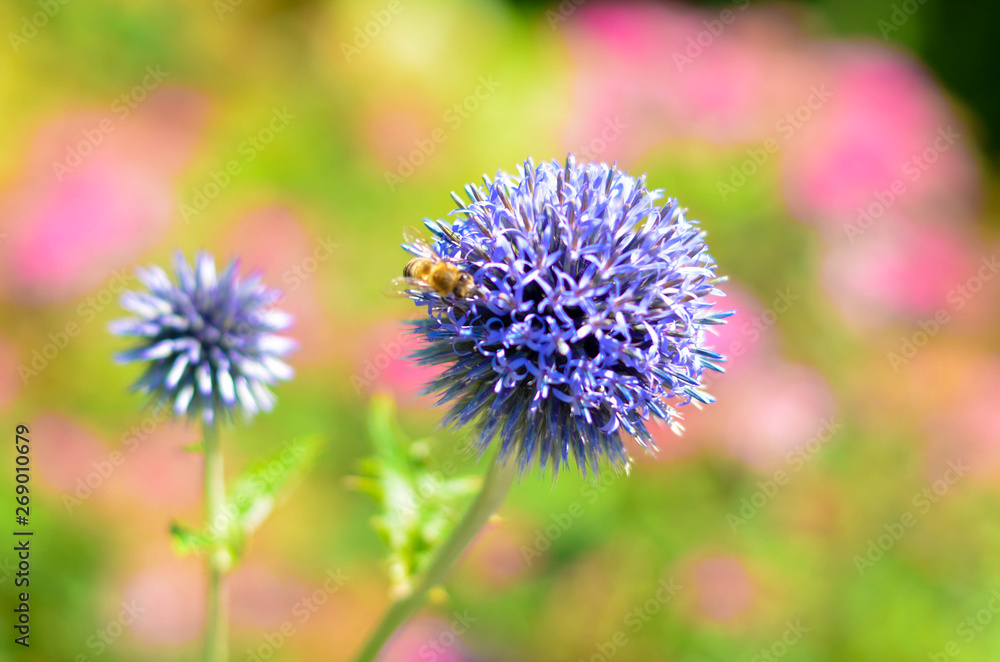 Flowers in a field. Natural flower background. Amazing nature view of flowers blooming in garden under the sun at the middle of summer day. Beautiful violet floral. Flowers in a field. Natural flower background. Amazing nature view of flowers blooming in garden under the sun at the middle of summer day. Beautiful violet floral.