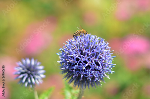 Flowers in a field. Natural flower background. Amazing nature view of flowers blooming in garden under the sun at the middle of summer day. Beautiful violet floral.