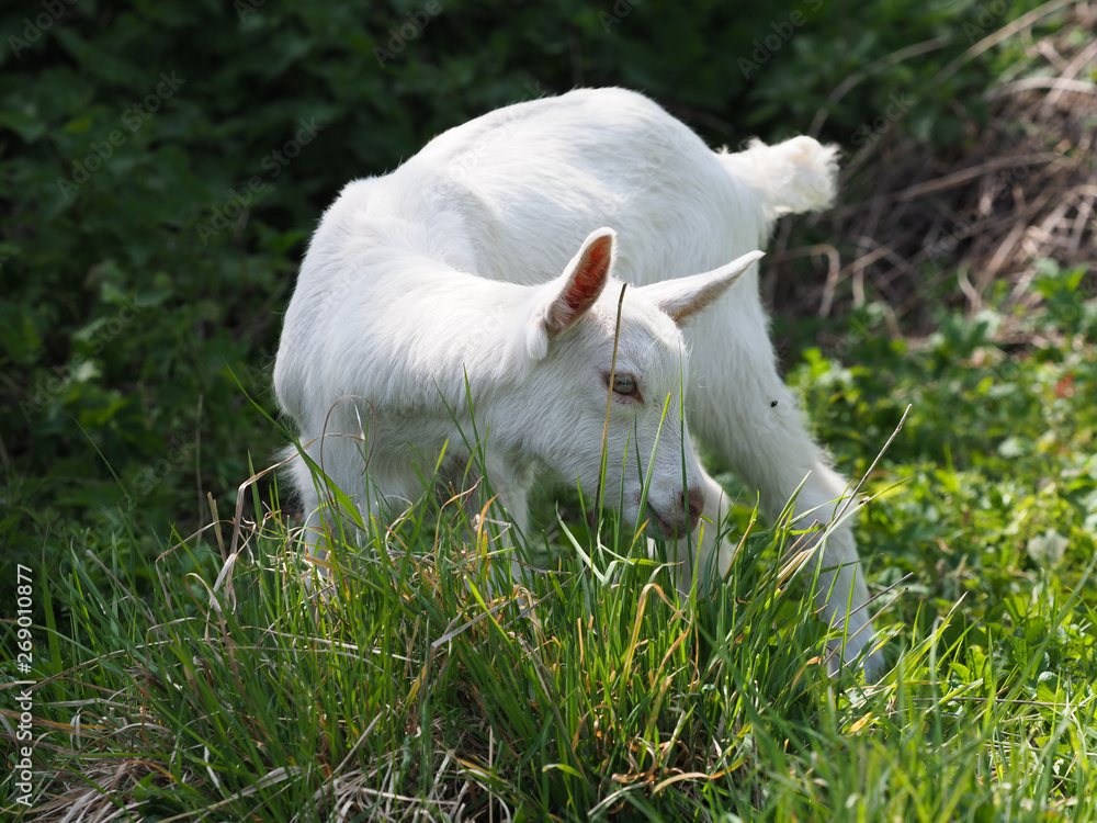 Obraz premium Cute Baby Goat