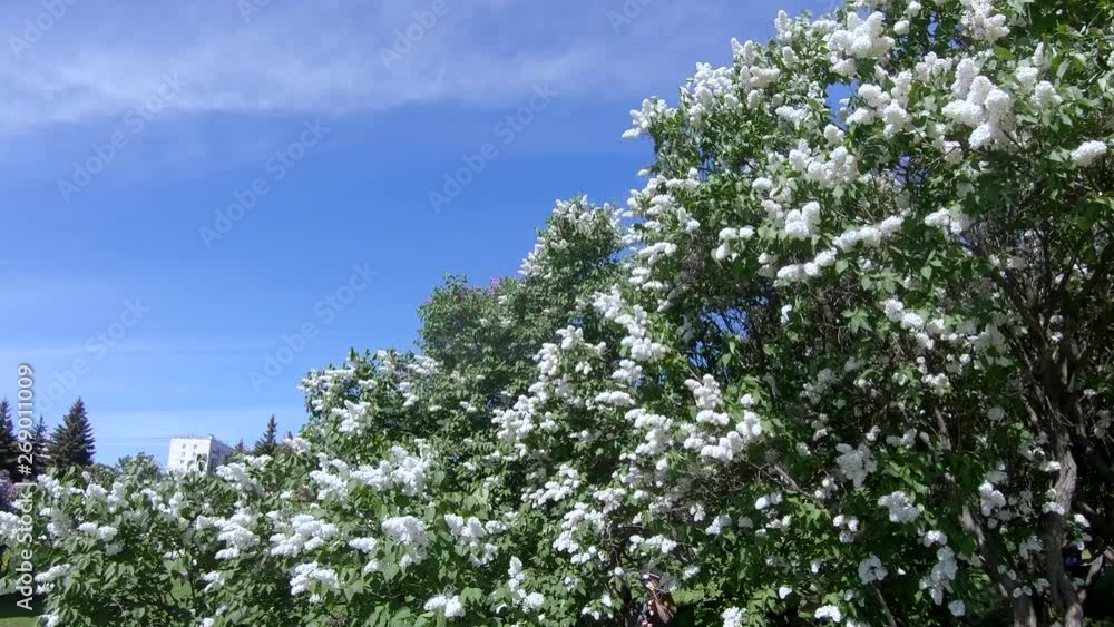 Lilac garden in Moscow Lilac garden in Moscow