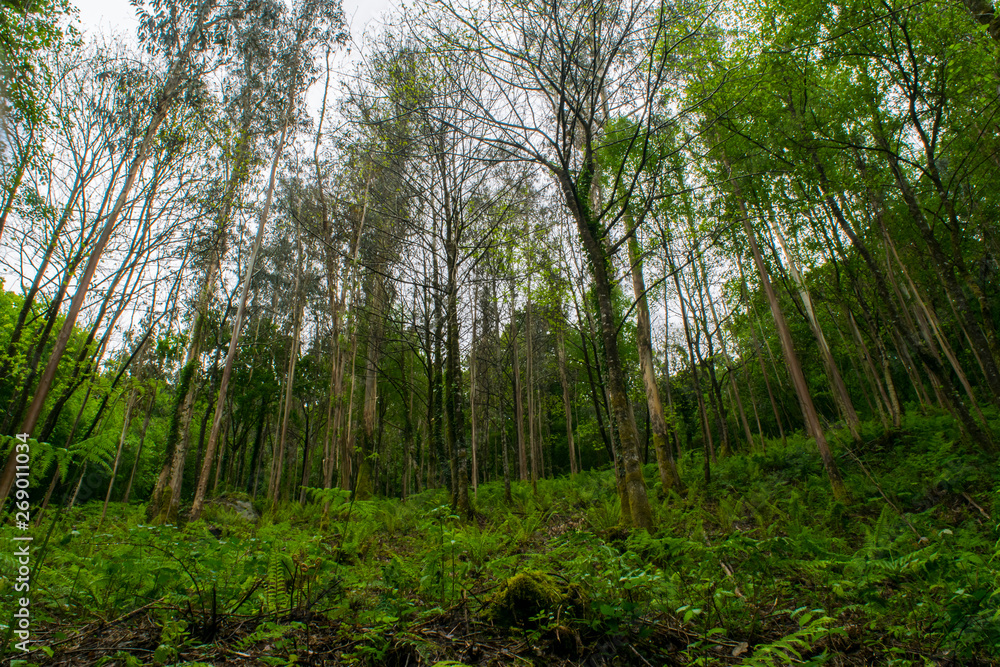 Fototapeta premium bosque eucalipto visto desde abajo con helechos entre los arboles