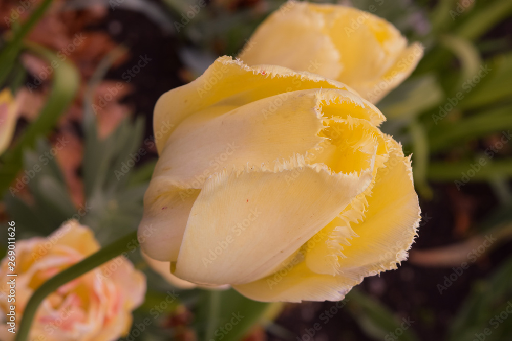 Fototapeta premium black tulip in the garden