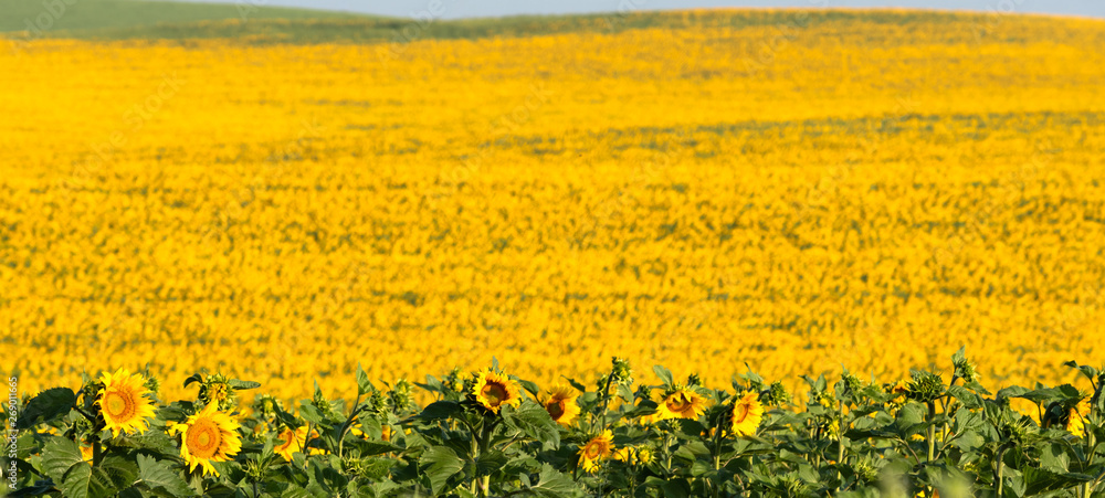 Obraz premium The bright yellow and green colors in a sunny summer day, dominates this field cultivated with hundreds of sunflowers in the community of Andalusia, Spain.