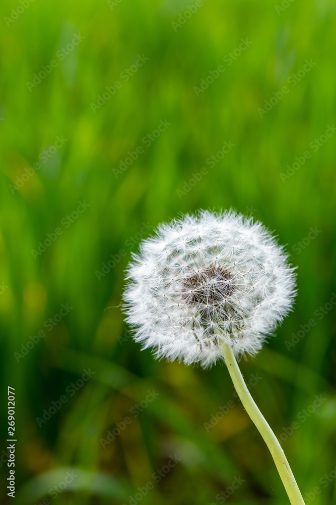 Fototapeta premium Löwenzahn