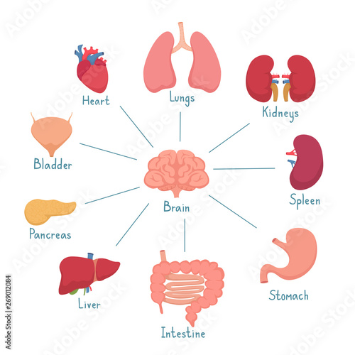Set of Internal Human Organs