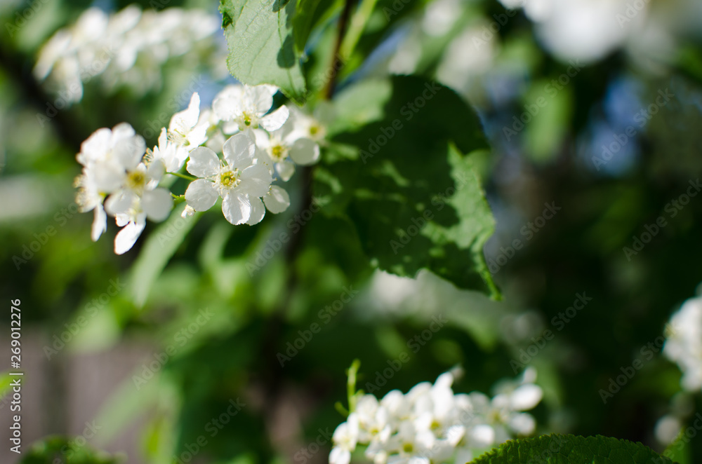blooming cherry in spring, flowers blooming cherry in spring, flowers