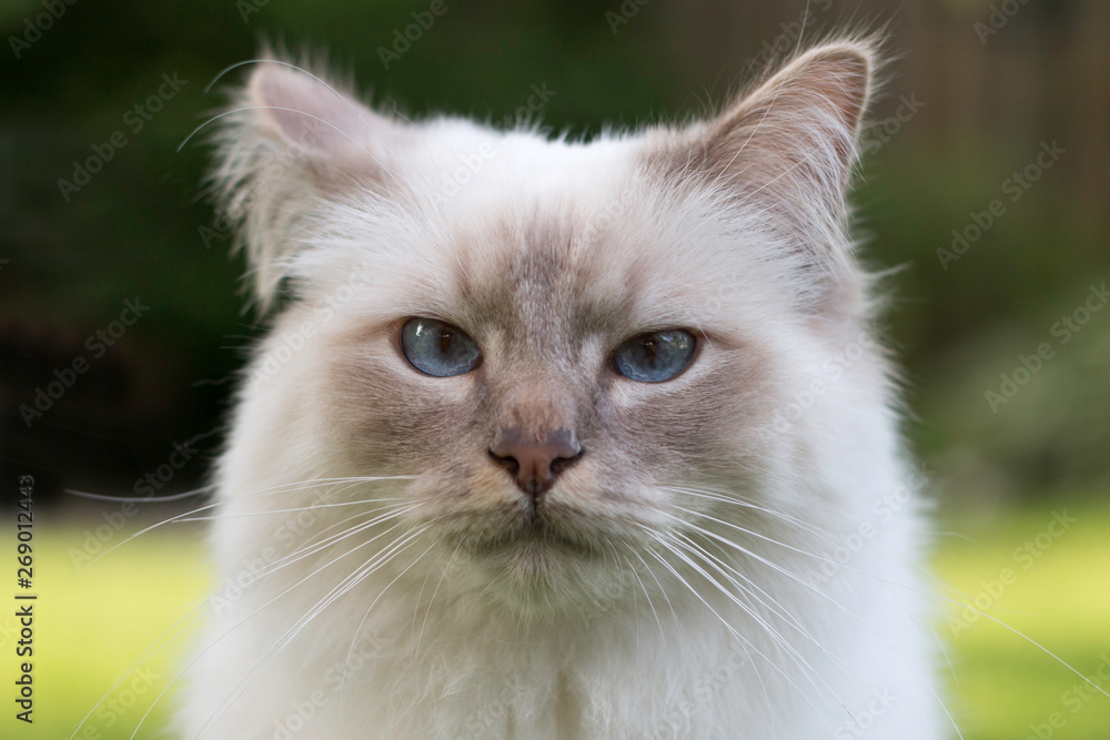 close up of a Birman cat