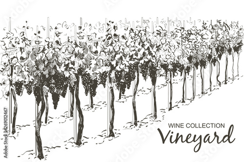 Vine hills landscape. Vector line sketch illustration
