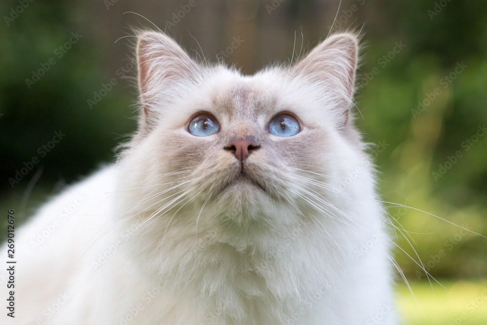 white Birman cat