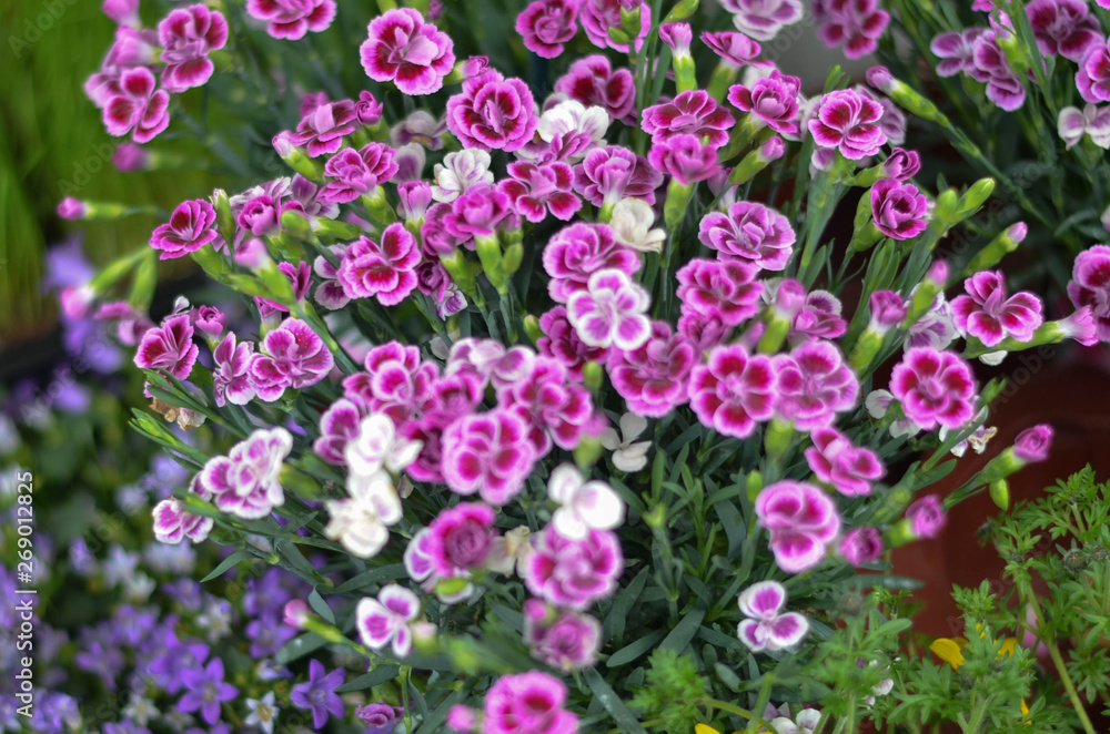 Flowers in a field. Natural flower background. Amazing nature view of flowers blooming in garden under the sun at the middle of summer day. Beautiful floral. Flowers in a field. Natural flower background. Amazing nature view of flowers blooming in garden under the sun at the middle of summer day. Beautiful floral.