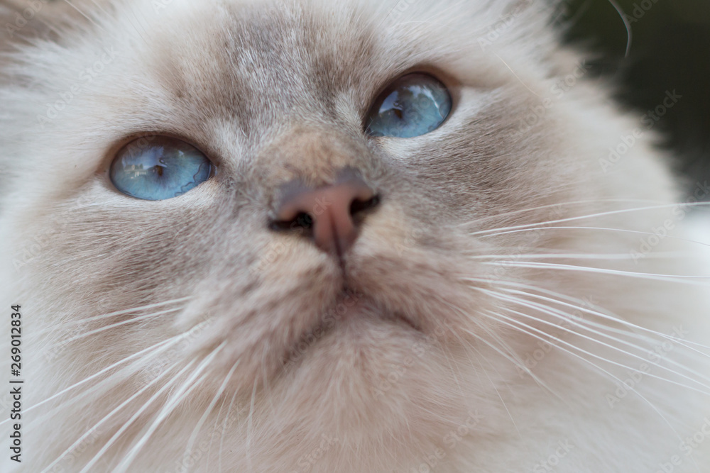 close up portrait of Birman cat eyes close up portrait of Birman cat eyes