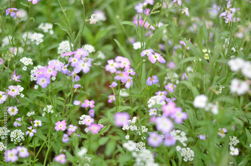 Flowers in a field. Natural flower background. Amazing nature view of flowers blooming in garden under the sun at the middle of summer day. Beautiful floral. Flowers in a field. Natural flower background. Amazing nature view of flowers blooming in garden under the sun at the middle of summer day. Beautiful floral.