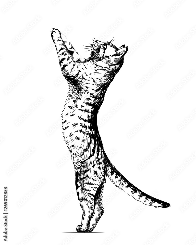 Wall sticker. Graphic, black and white hand-drawn sketch depicting cat is  standing on its hind legs, leaning on the wall and looking up. Stock Vector  | Adobe Stock