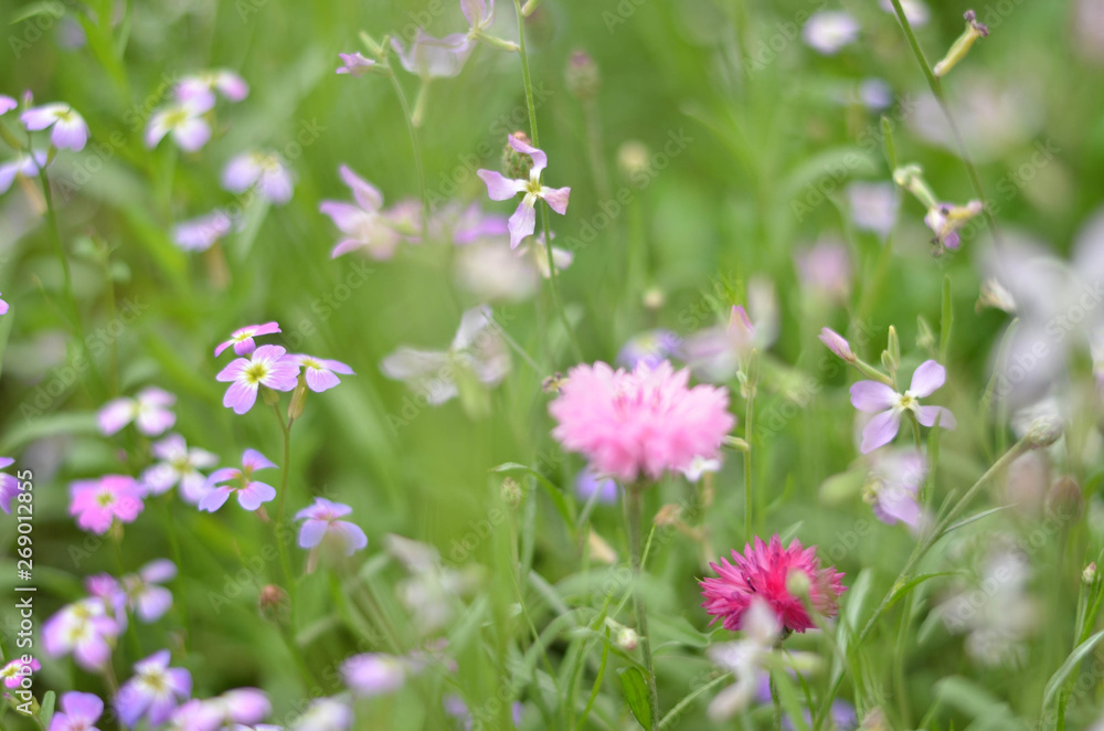 Flowers in a field. Natural flower background. Amazing nature view of flowers blooming in garden under the sun at the middle of summer day. Beautiful floral. Flowers in a field. Natural flower background. Amazing nature view of flowers blooming in garden under the sun at the middle of summer day. Beautiful floral.