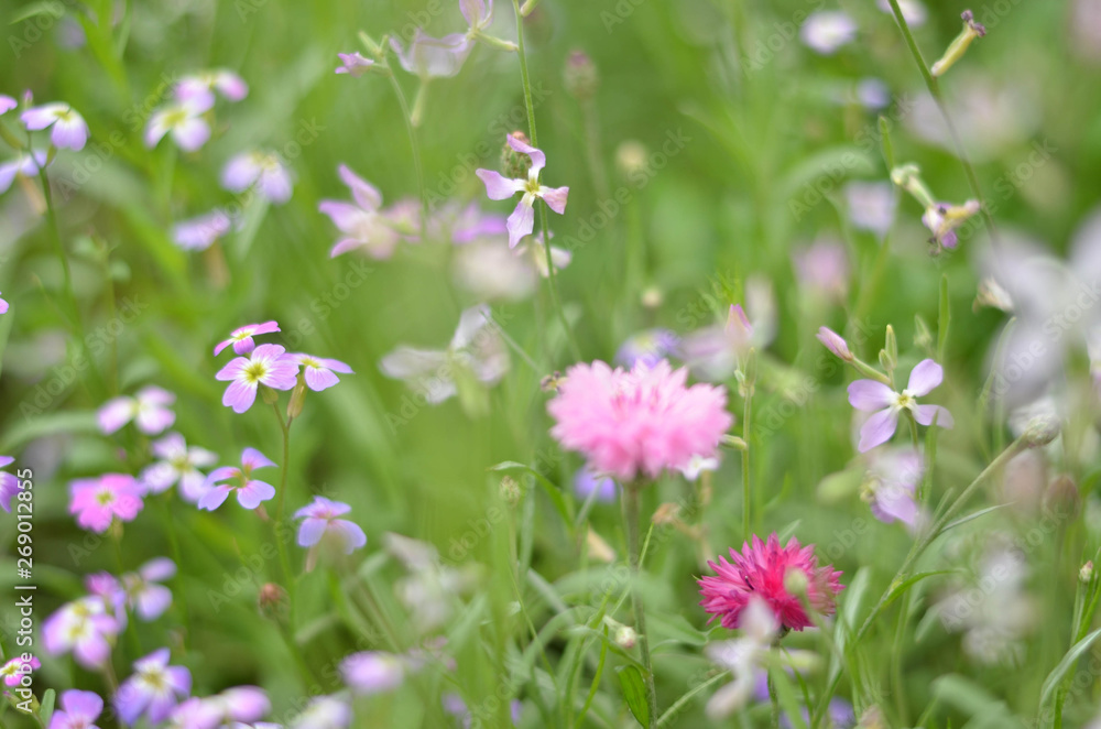 Flowers in a field. Natural flower background. Amazing nature view of flowers blooming in garden under the sun at the middle of summer day. Beautiful floral.