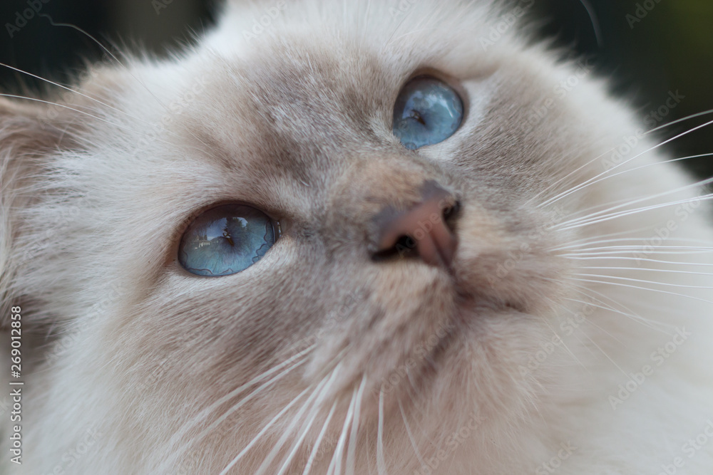 close up of Birman cat eyes