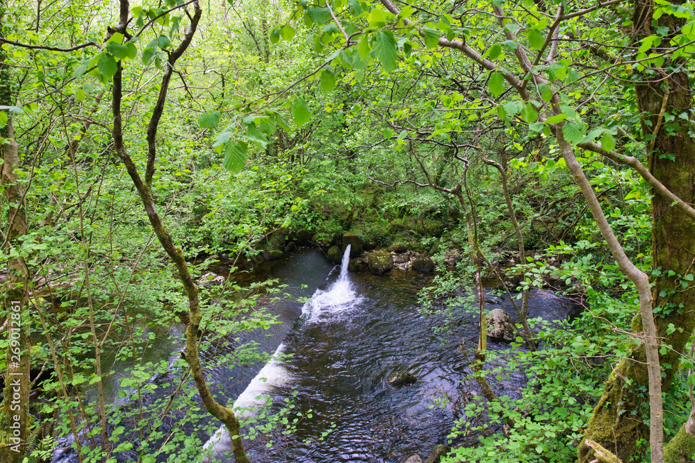 MARBLE ARCH NATIONAL NATURE RESERVE ,CLADAGH GLEN,IRELAND MARBLE ARCH NATIONAL NATURE RESERVE ,CLADAGH GLEN,IRELAND
