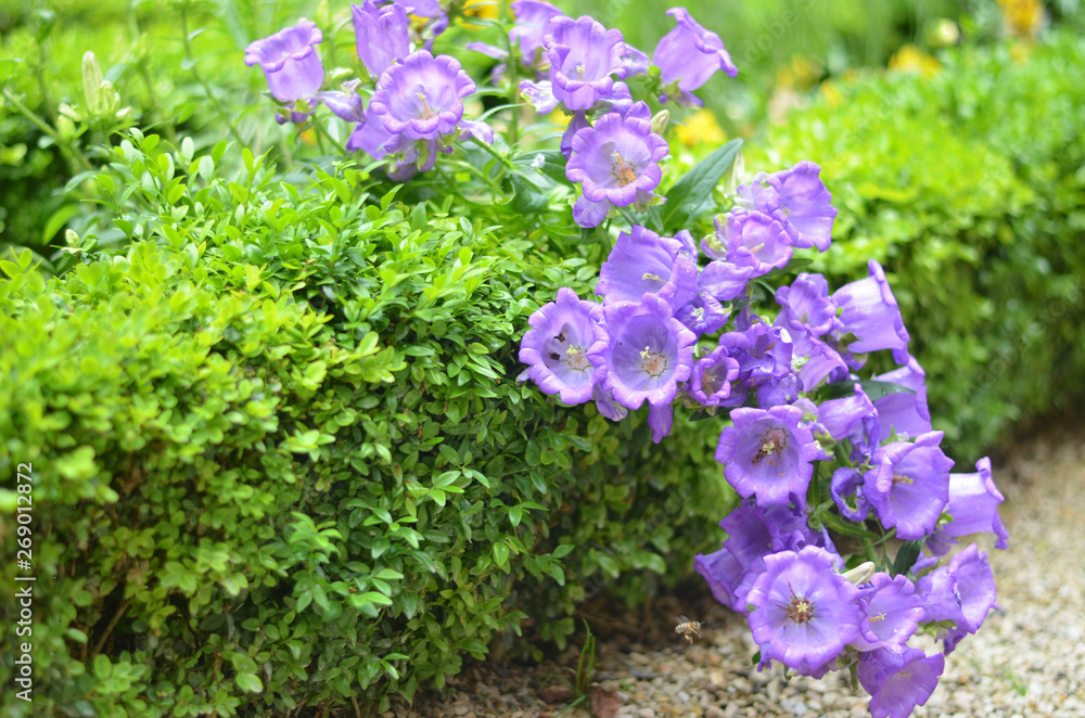 Flowers in a field. Natural flower background. Amazing nature view of flowers blooming in garden under the sun at the middle of summer day. Beautiful violet floral.