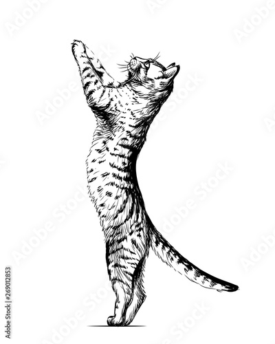 Wall sticker. Graphic, black and white hand-drawn sketch depicting  cat is standing on its hind legs, leaning on the wall and looking up.